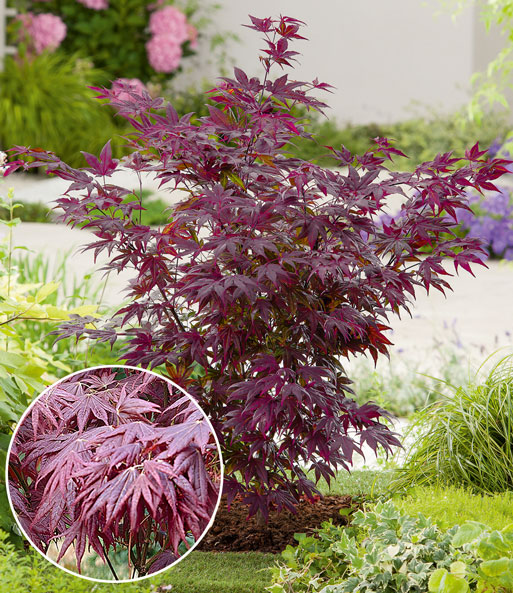 Japanischer Ahorn 'Burgund'