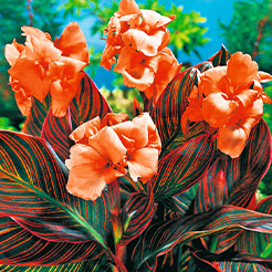 Blumenrohr/Canna