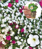 Hänge-Petunie 'AlpeTunia® Weiß'