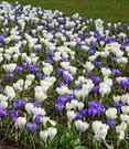 Krokus-Mix 'Blau-weiß'