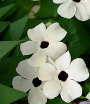 Weiße Thunbergia 'White Halo'