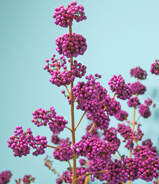 Liebesperlenstrauch 'Profusion'