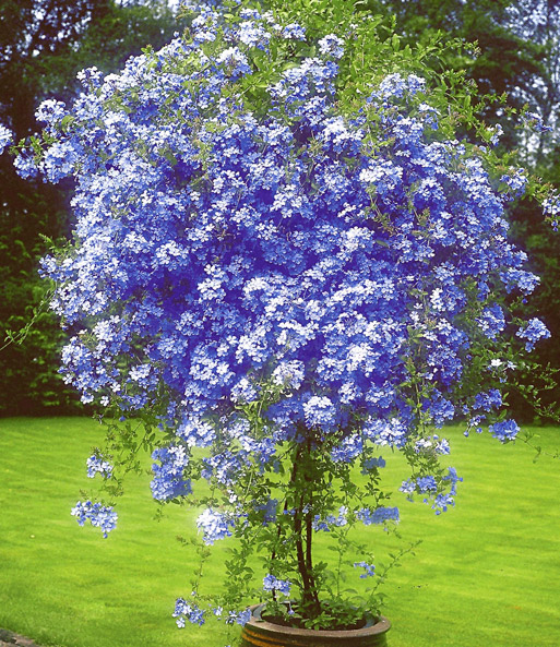 Das Stämmchen 'Plumbago' steht in einem großen Kübel, in einem sonnigen Garten, in voller Blüte und erstrahlt in hellen blau.