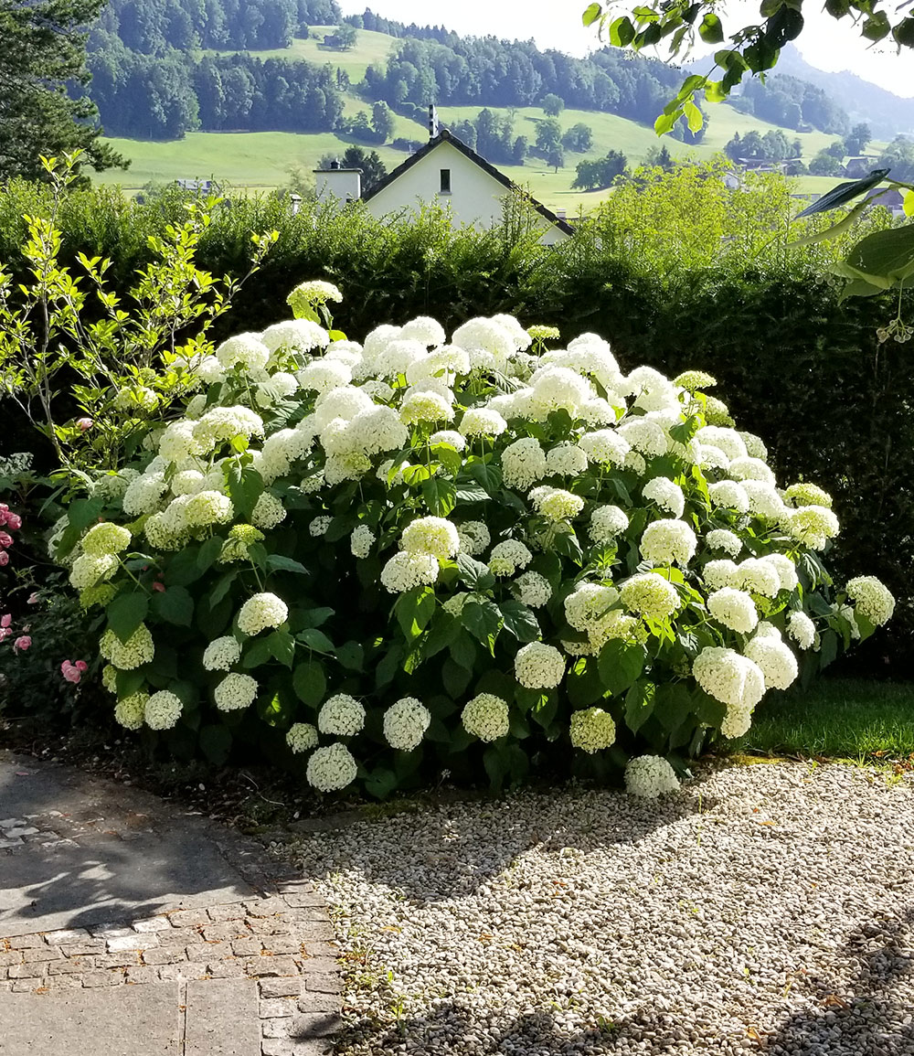 SchneeballHortensie Annabelle 1AQualität BALDURGarten
