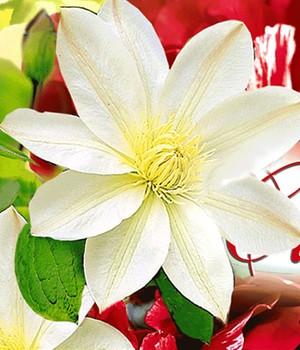 Clematis 'Madame Le Coultre'