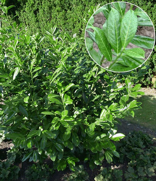 Kirschlorbeer-Hecke im 3-Liter Topf