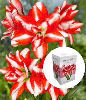 Gefüllte Amaryllis 'Double Red-White' mit Geschenkbox