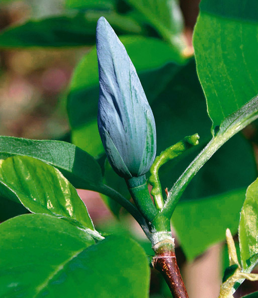 Magnolie 'Blue Opal'