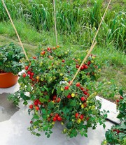 Veredelte Cherry-Tomate 'Baby Boomer' F1