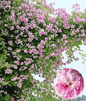 Rambler-Rose 'Paul's Himalayan Musk Rambler®'