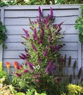 Buddleia 'Straight UP - Butterfly Tower'