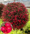 Delosperma 'Desert Dancers® Red'