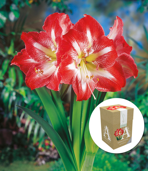 Amaryllis 'Minerva' mit Geschenkbox