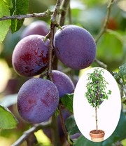 Säulen-Zwetschge 'Anja®'