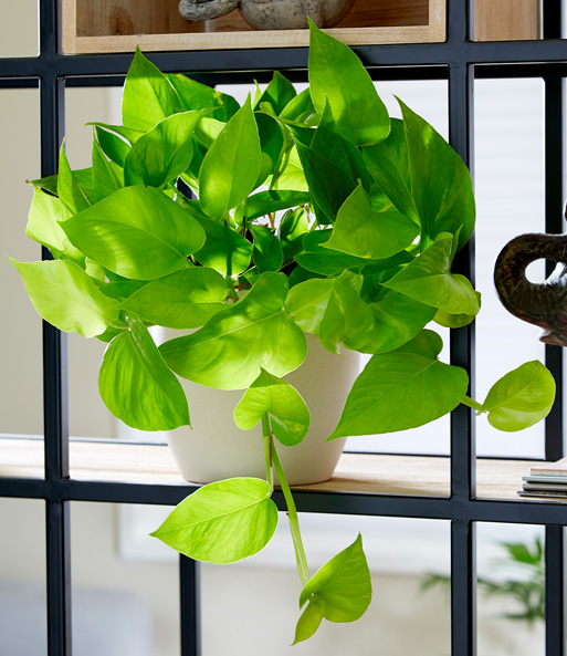 Efeutute 'Golden Pothos'