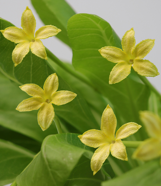 Nahaufnahme der gelben sternenförmigen Blüten der Hawaii-Palme.