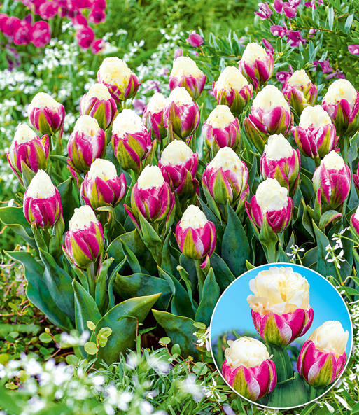 Tulpe 'Ice Cream®'