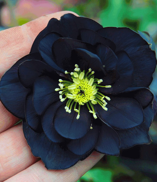 Schwarze Christrose 'Dark Purple'