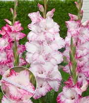 Riesenblütige Gladiole 'My Love'