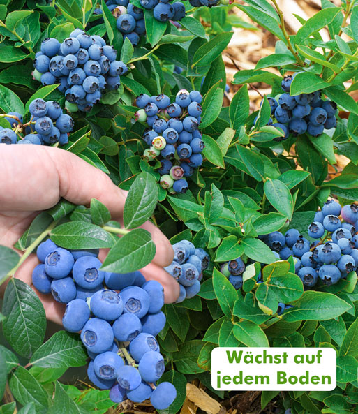 Beeren-Kollektion