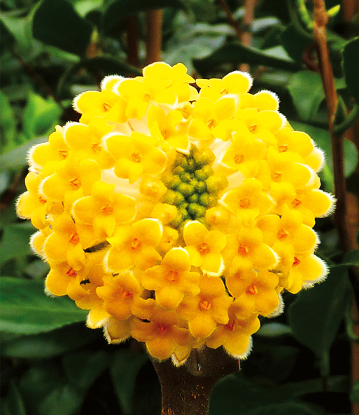 Nahaufnahme eines gelben Blütenkopfes des winterblüher Edgeworthia Grandiflora. Er besteht aus vielen kleinen Blüten.