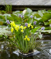 Schwimmring-Set 'Hechtkraut, Acorus, Iris'