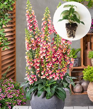 Digitalis 'Arctic Fox®'