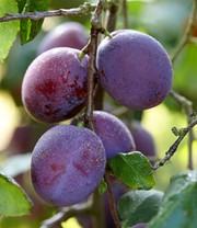 Säulen-Pflaume 'Black Amber'