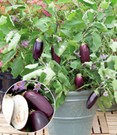 Veredelte Topf-Aubergine 'Jewel Jet®'