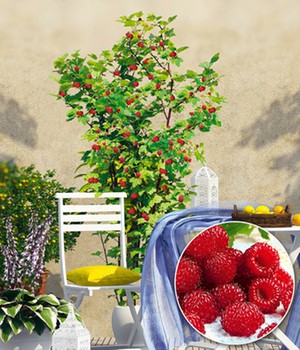 Himbeer-Baum Raspbeary® als Pyramidensäule