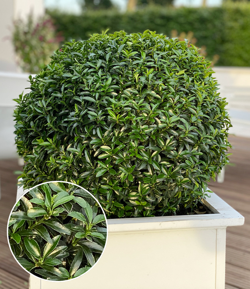Euonymus 'Green Empire®'