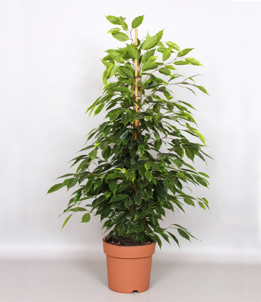 Ficus benjamina 'Danielle' ca. 90-100 cm hoch