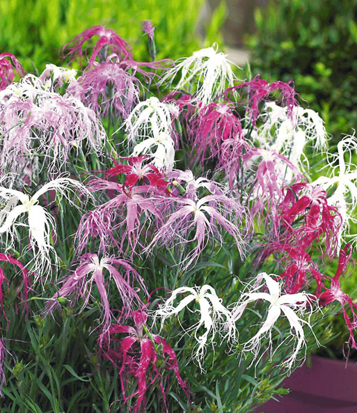Dianthus 'Dancing Geisha'