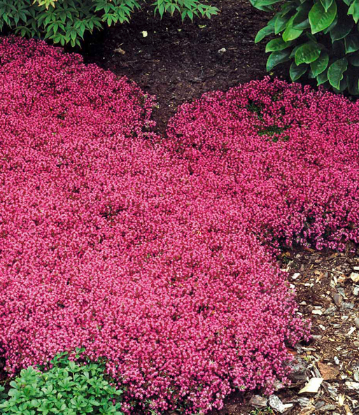 Der Bodendecker-Thymian wurde in einen Garten zwischen anderen Stauden eingepflanzt. Die kleinen lila-roten Blüten bilden ein dichtes Blütenmeer.