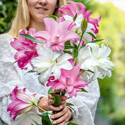 Lilien