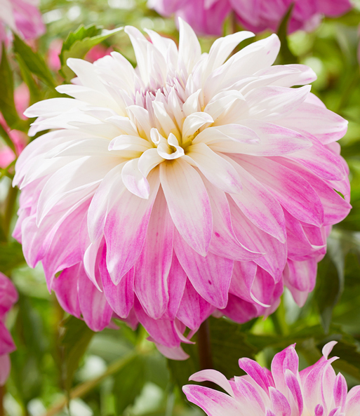 Dahlie 'Pink Petticoat'