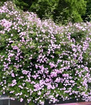 Rambler-Rose 'Paul's Himalayan Musk Rambler'