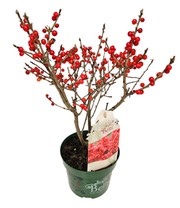 Ilex 'Jingle Bells®'