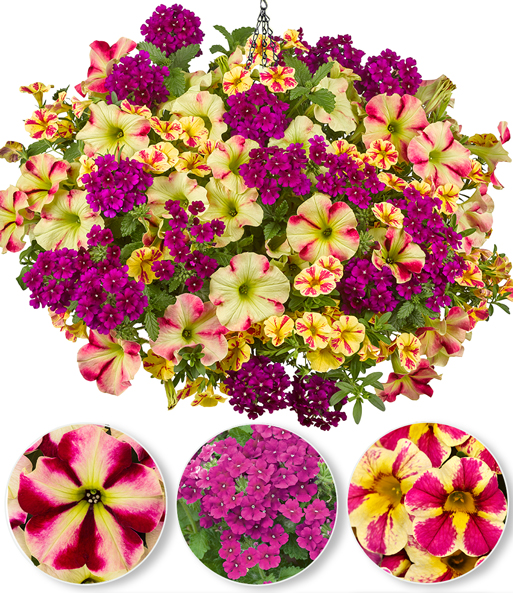 Sommerblumen-Mix 'Raspberry & Lemon'