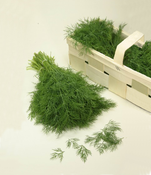 Vitalbox Saatgut-Box