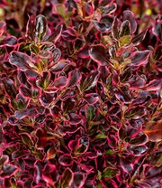 Immergrüne Coprosma 'Eclipse®'