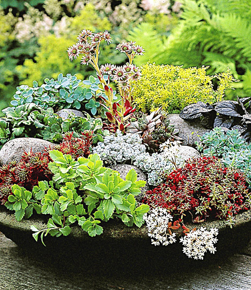 Winterharte Sedum-Mischung gepflanzt in einer flachen Steinschale mit grauen Ziersteinen. Die Pflanzen zeigen grüne, rote und gelbe Farbtöne.